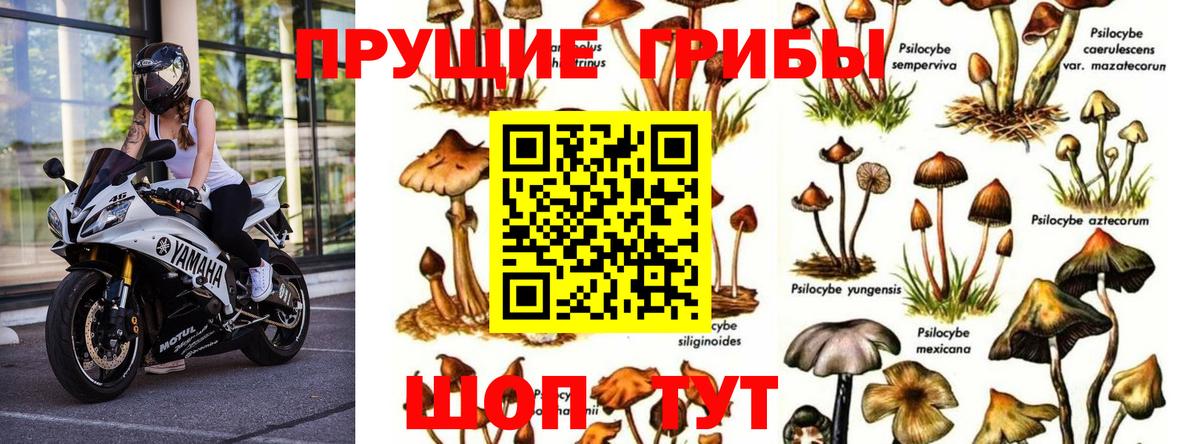 Галлюциногенные грибы Cubensis Саяногорск